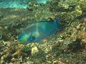 Similan (108)